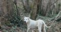 Dogo Argentino X Presa Canairo