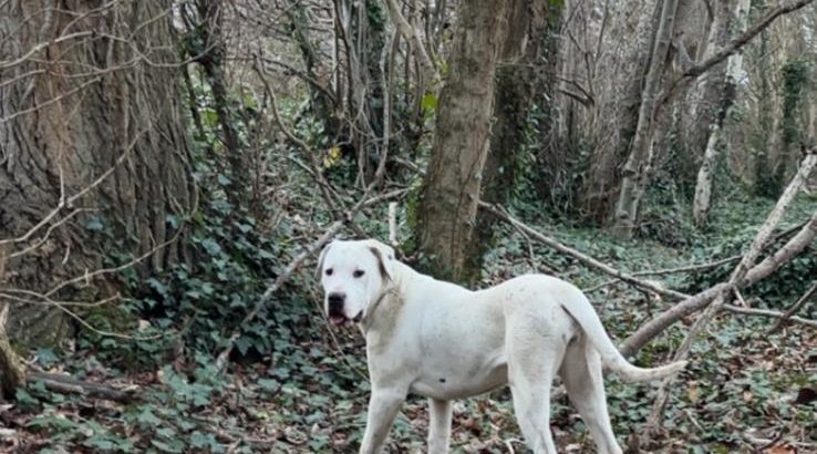 Dogo Argentino X Presa Canairo