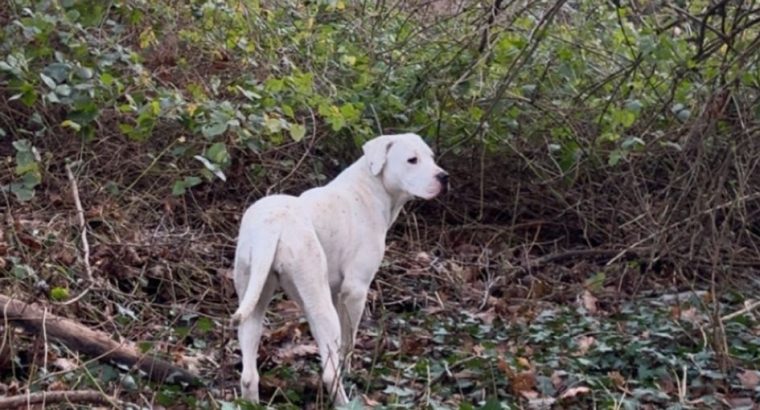 Dogo Argentino X Presa Canairo