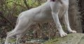 Dogo Argentino X Presa Canairo