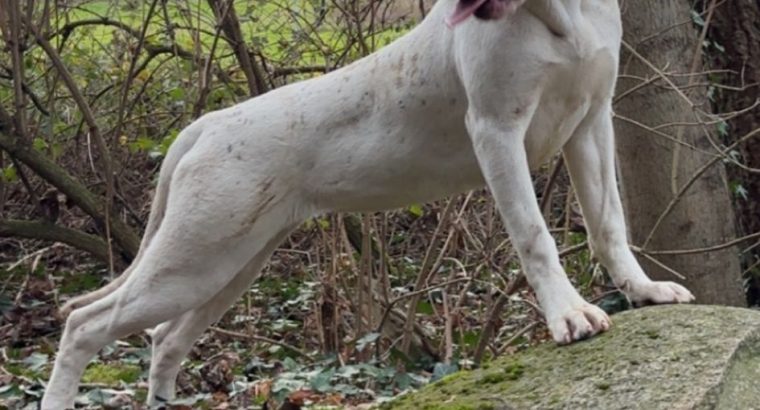 Dogo Argentino X Presa Canairo
