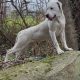 Dogo Argentino X Presa Canairo