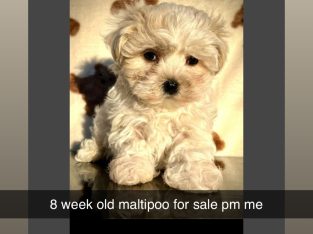 Maltiepoo