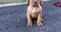 Stunning IKC Registered Hungarian Vizsla puppies