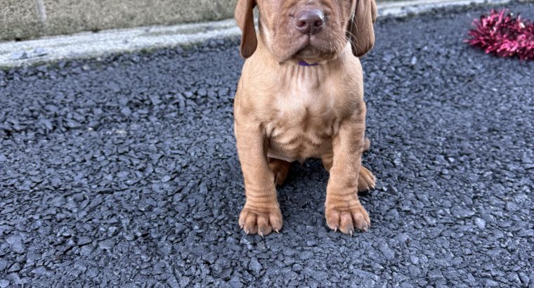 Stunning IKC Registered Hungarian Vizsla puppies