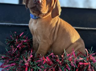 Stunning IKC Registered Hungarian Vizsla puppies