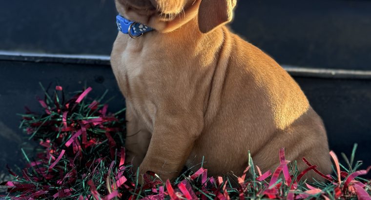Stunning IKC Registered Hungarian Vizsla puppies