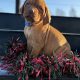 Stunning IKC Registered Hungarian Vizsla puppies