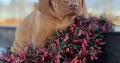 Stunning IKC Registered Hungarian Vizsla puppies