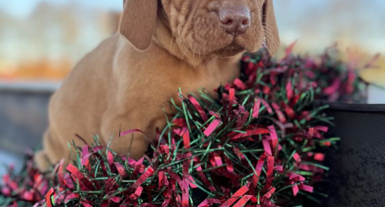 Stunning IKC Registered Hungarian Vizsla puppies