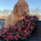 Stunning IKC Registered Hungarian Vizsla puppies