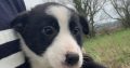 Collie Pups