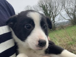 Collie Pups