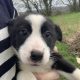 Collie Pups