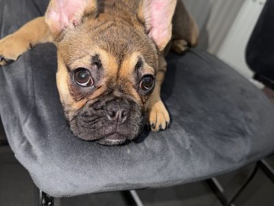 French bulldog