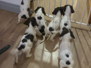 Old type English springer spaniel