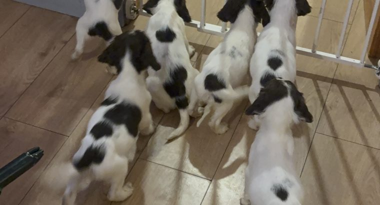 Old type English springer spaniel