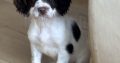 Old type English springer spaniel