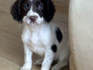 Old type English springer spaniel