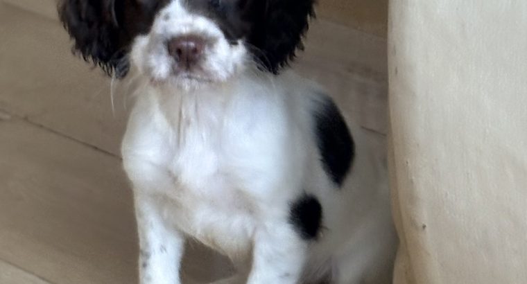 Old type English springer spaniel