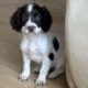 Old type English springer spaniel