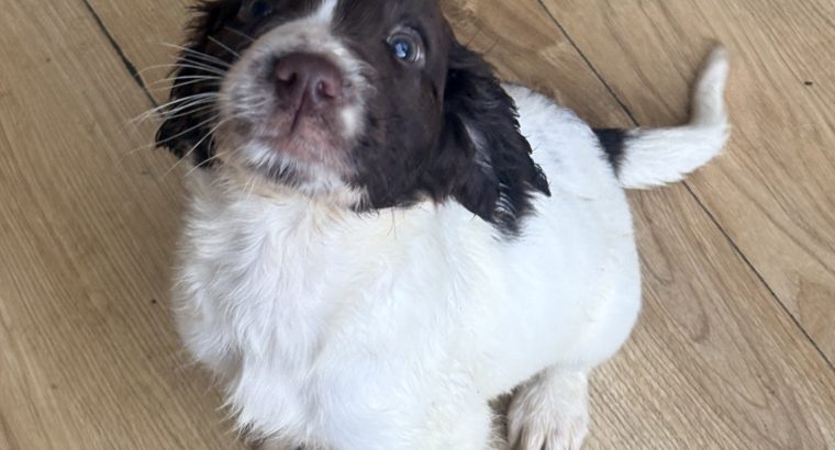 Old type English springer spaniel