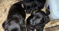 Sheepdog pups for sale