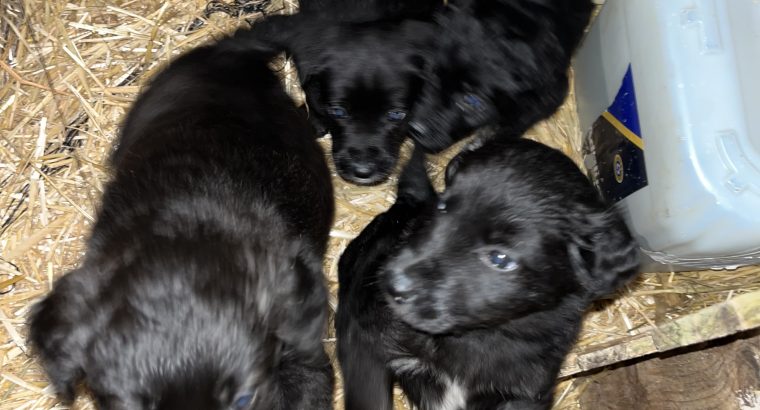 Sheepdog pups for sale