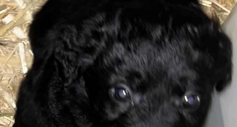 Sheepdog pups for sale