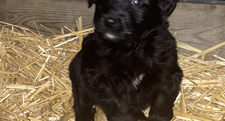 Collie cross puppies for sale