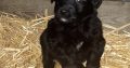 Sheepdog pups for sale