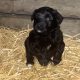 Sheepdog pups for sale