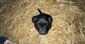 Collie cross puppies for sale