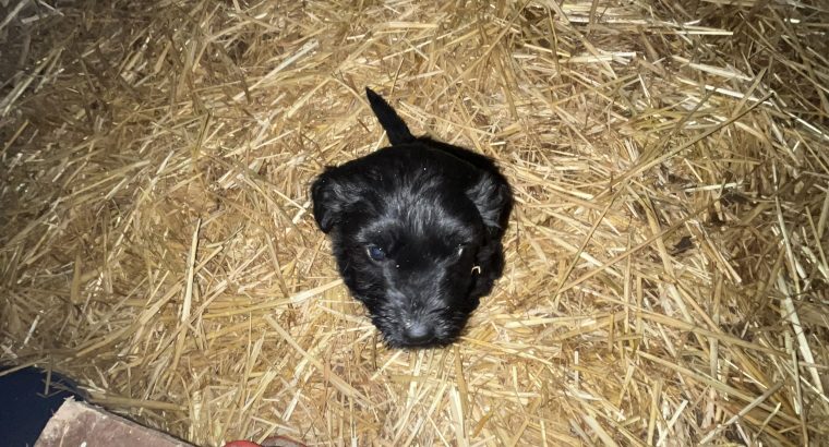 Collie cross puppies for sale