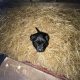 Collie cross puppies for sale