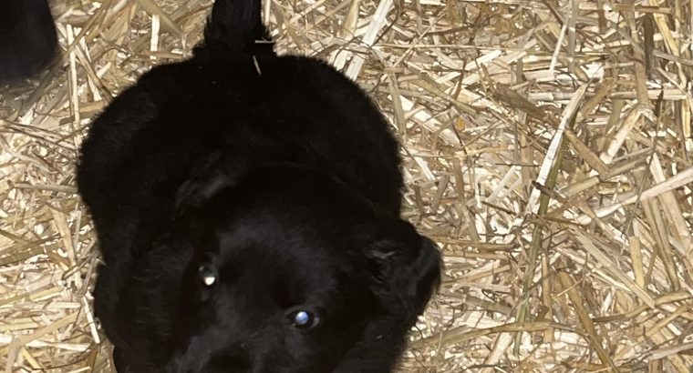 Collie cross puppies for sale