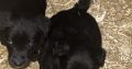 Sheepdog pups for sale