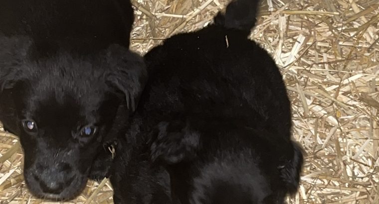 Sheepdog pups for sale
