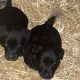 Sheepdog pups for sale