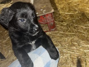 Collie cross puppies for sale