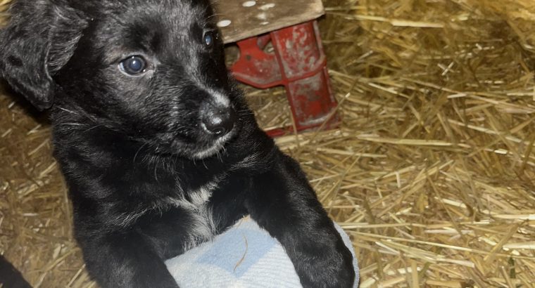 Collie cross puppies for sale