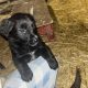 Collie cross puppies for sale