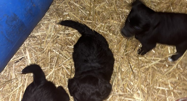 Sheepdog pups for sale