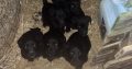 Sheepdog pups for sale