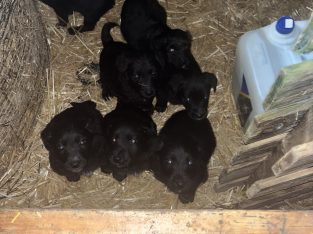 Sheepdog pups for sale