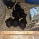 Sheepdog pups for sale