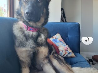 4 year old German Shepard