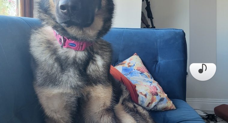 4 year old German Shepard