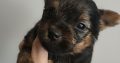 ðŸŒ¸ Adorable Miniature Yorkshire Terrier Puppies –