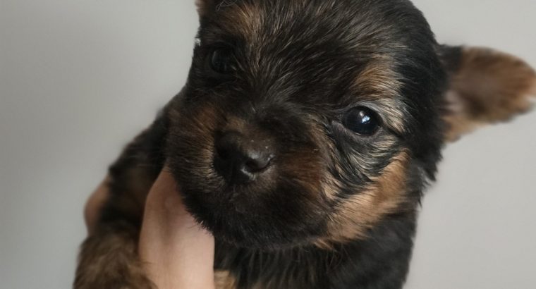 ðŸŒ¸ Adorable Miniature Yorkshire Terrier Puppies –